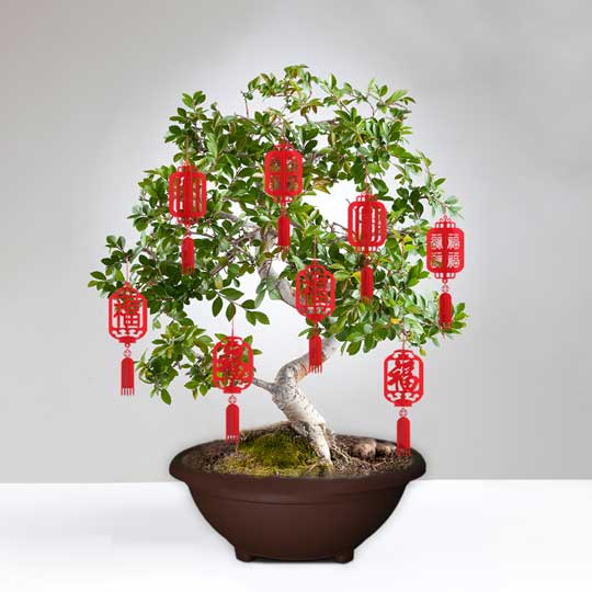 BONSAI GARDEN POT - NO.7 (GP3207)