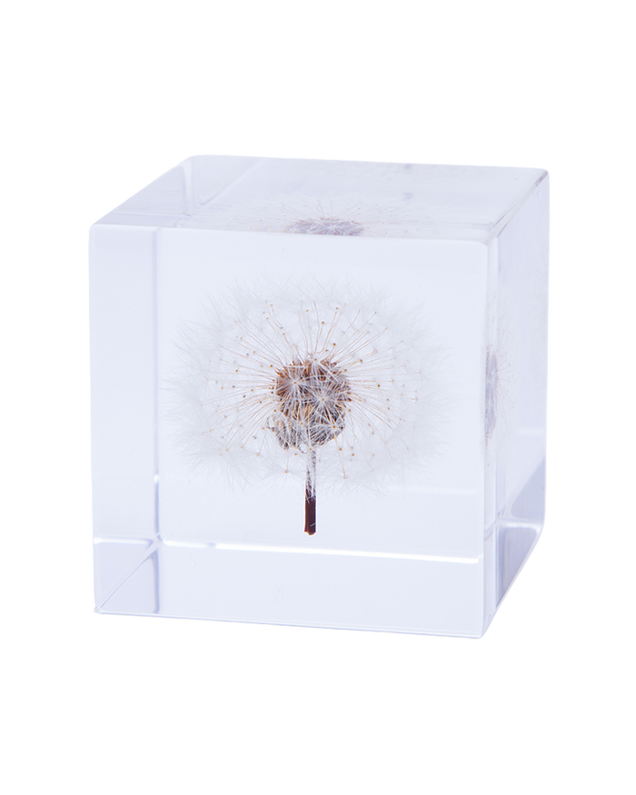Dandelion Sola Cube