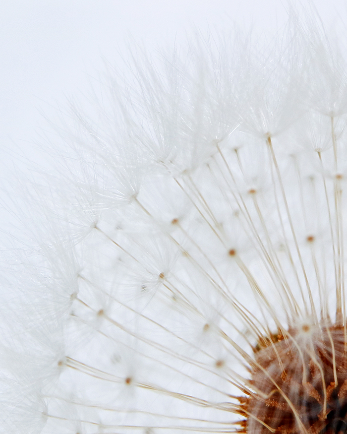 Dandelion Sola Cube