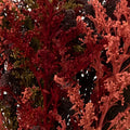 Dark Fall Solidago Pack Close Up - Image