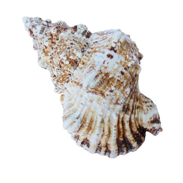 Frog Shell