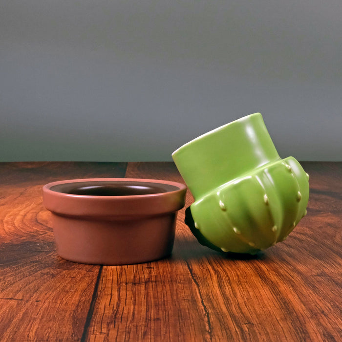 HOUSE PLANT