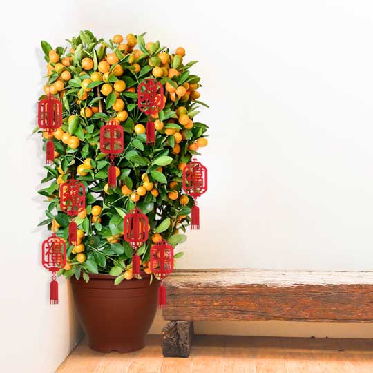ORA GARDEN POT - NO.5 (GP3006)
