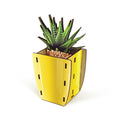 POP PLANTS - Aloe