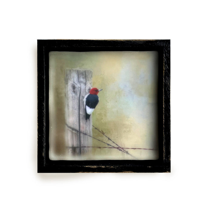 Red Headed Woodpecker