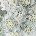 Jade Tinted Carnation Flowers Close Up - Image