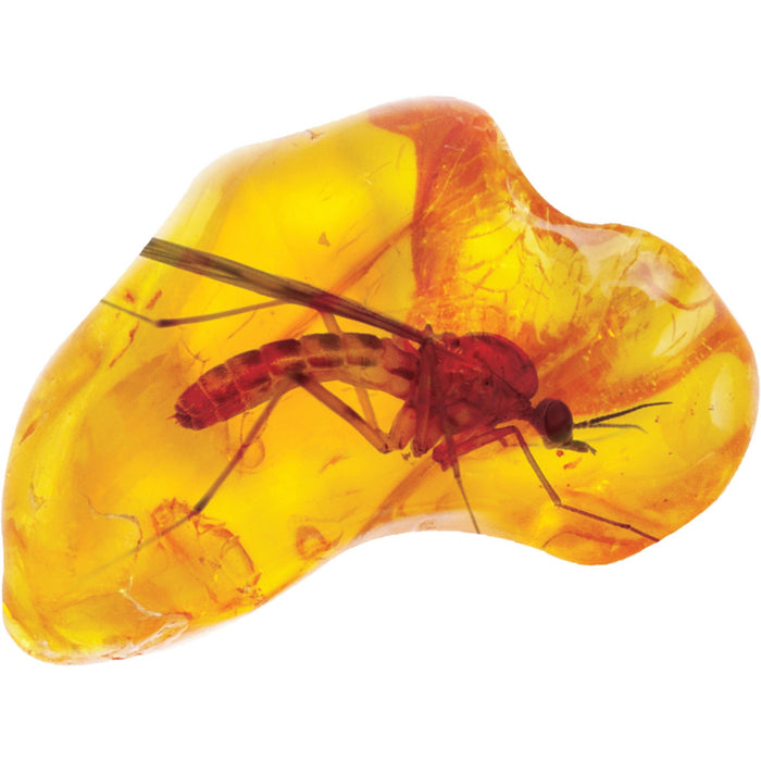 A close-up of a tiny insect, likely a mosquito, preserved in golden-yellow amber from the Smithsonian Amber Dig by Smithsonian—a fascinating look into paleontology and an exciting STEM discovery.