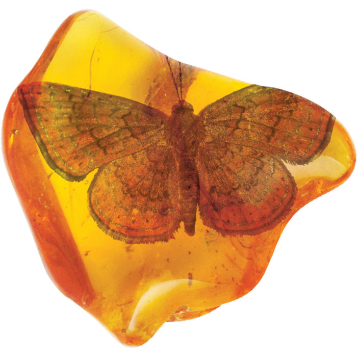 A brown and orange butterfly is perfectly preserved inside glossy golden amber—an inspiring discovery for any STEM adventure with the Smithsonian Amber Dig by Smithsonian.