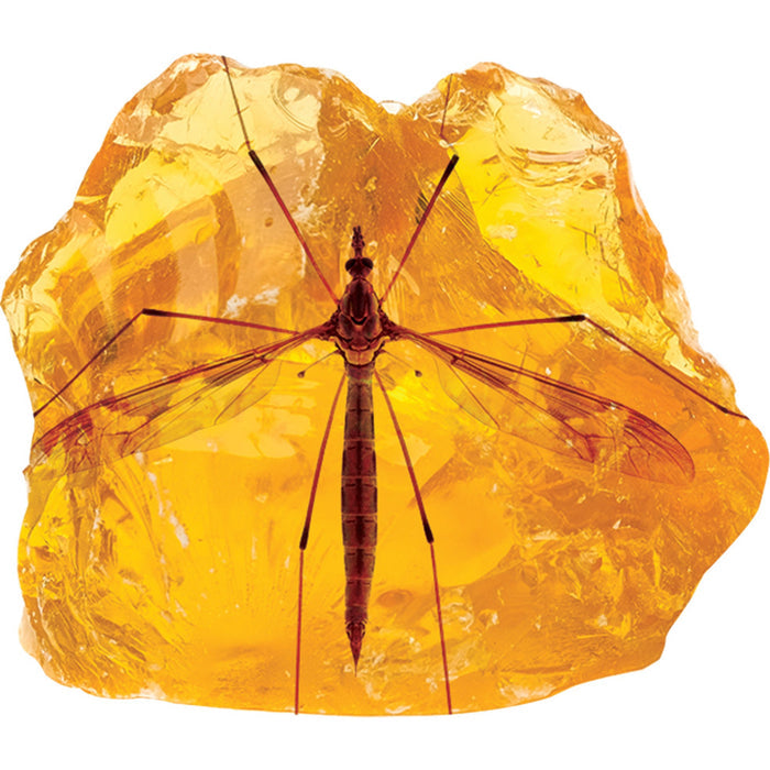 A long-legged insect fossilized in clear amber reveals incredible details—an exciting find for any Smithsonian Amber Dig STEM adventure from Smithsonian.